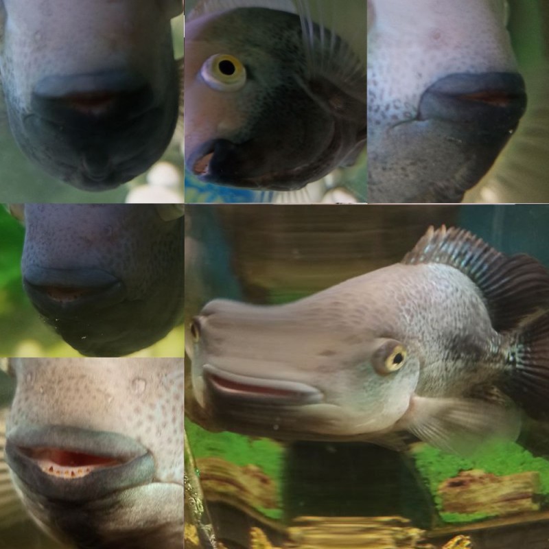 Create meme: fish, steindachner 's cichlid geophagus, blue dolphin aquarium fish