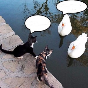Создать мем: юмор, кошки смешные, кот принес рыбку