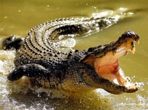 Создать мем: огромный крокодил, crocodile, нильский крокодил