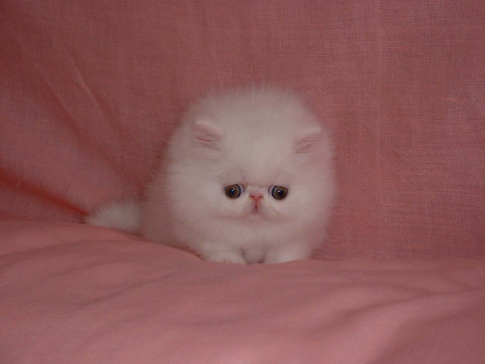 Создать мем: белый персидский кот, персидский кот, персидские котята маленькие