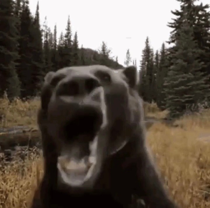 Create meme: grizzly bear grin, bear grin, grizzly bear 