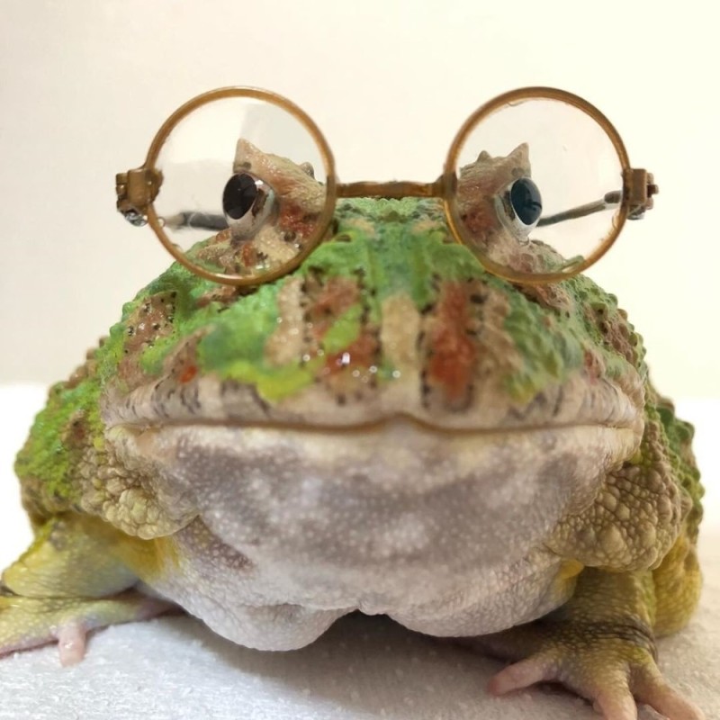 Create meme: toad frog, smart toad, cute frogs