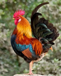 Create meme: cock beautiful, Cockerel, the cock bird