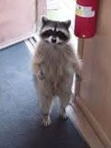 Create meme: raccoon gargle, a raccoon with a cat on hands, raccoons
