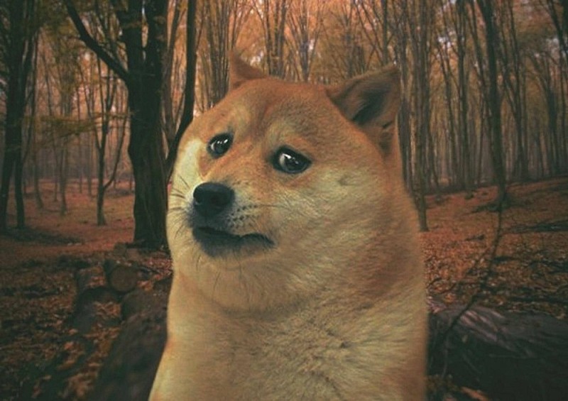 Create meme: doge dog , sad dog meme, shiba inu meme