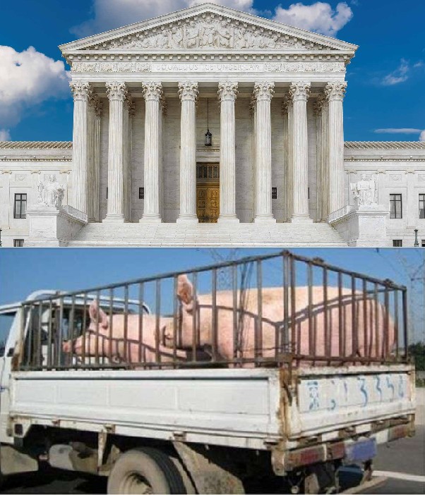 Создать мем: корова свинья, supreme court, сельскохозяйственные животные