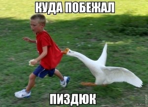 Create meme: goose, memes about geese, the goose is plucked