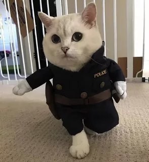 Create meme: cat costume, police cat, the cat in the form