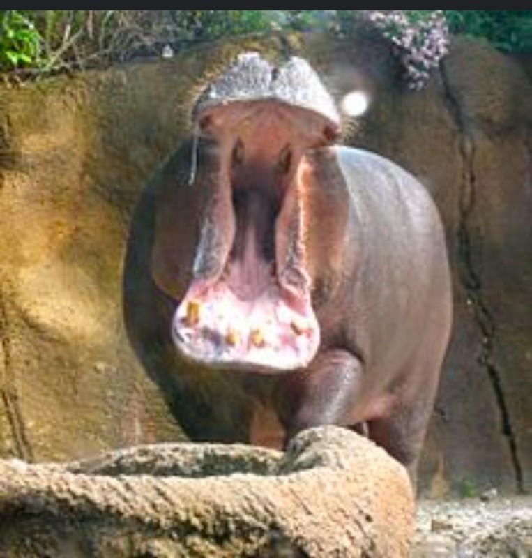 Create meme: hippo animal, hippopotamus hippopotamus, Hippo yawns
