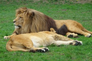 Create meme: a pair of lions, panthera leo bleyenberghi