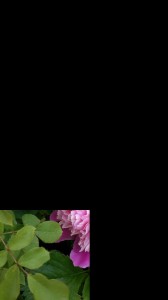 Create meme: rose bushes, roses, pink roses