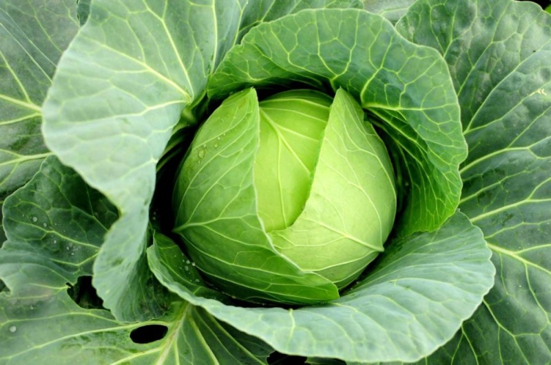 Create meme: large cabbage, cabbage, cabbage