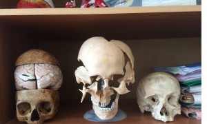 Create meme: the Museum of anatomy, skull, skull