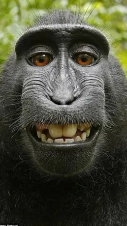 Create meme: black macaque, monkey , muzzle monkeys