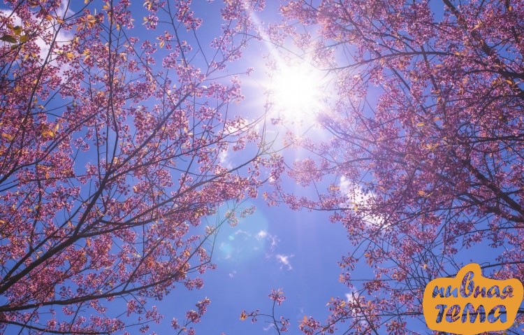 Create meme: spring Sakura , Sakura , spring sky