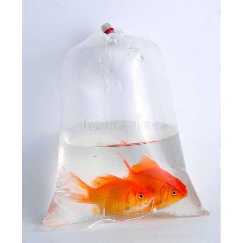 Create meme: fish in a bag, fish aquarium, fish in a bag