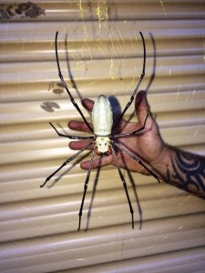 Создать мем: nephila, паук, тайский паук