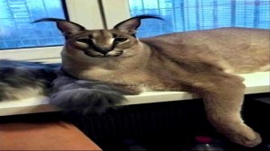 Создать мем: каракал, большой шлёпа кот, большой шлёпа русский кот каракал