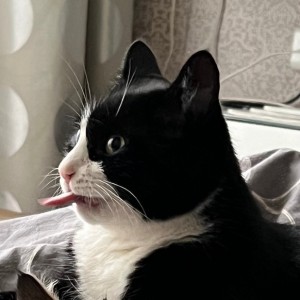Create meme: tuxedo cat, animals, cat