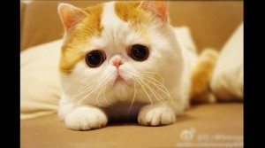Создать мем: русский кот, самые милые котики, мем кот