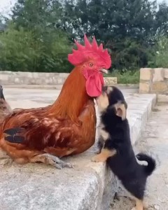 Create meme: beautiful cock, chickens and roosters, rooster