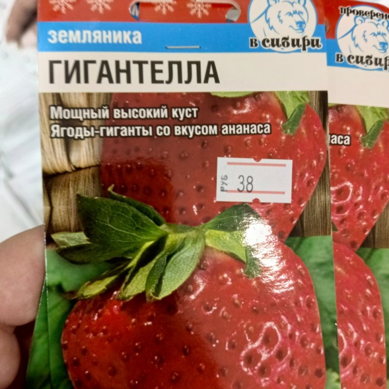 Create meme: strawberry gigantella, strawberry gigantella bush, strawberry variety gigantella