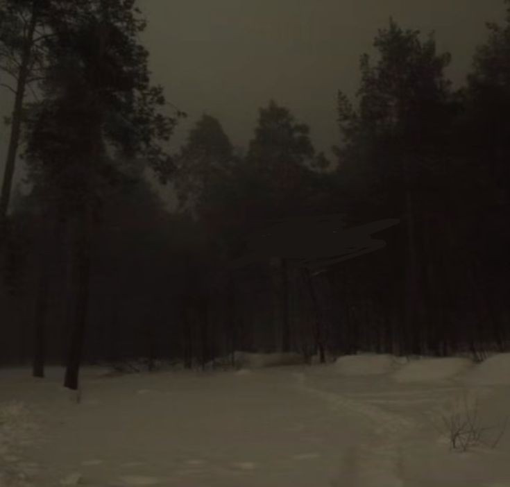 Create meme: real night forest, the landscape is gloomy, gloomy night