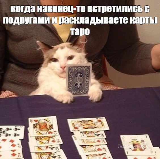 Create meme: poker cat, the cat is wondering, cat poker