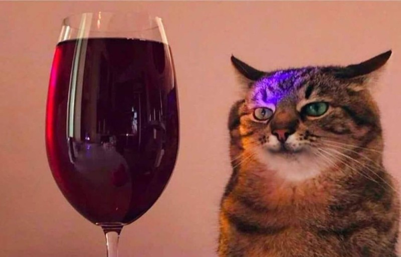Создать мем: кот степан с бокалом, кот, кот с вином