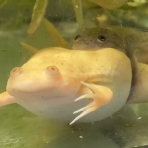 Create meme: the axolotl