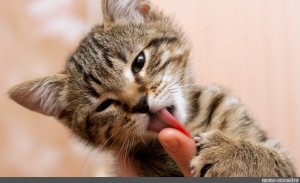 Create meme: the cat is licking her lips, the licking cat, cat 