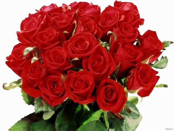 Создать мем: букет красных роз, красивый букет красных роз, алые розы