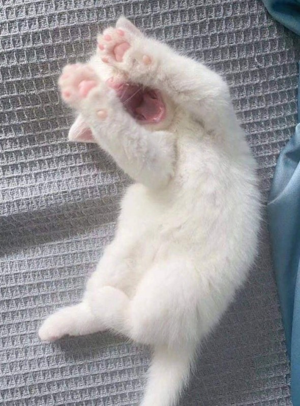 Create meme: cute cat , seals are really cute, kittens funny 