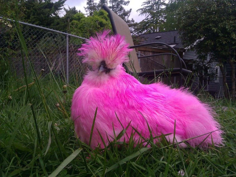 Создать мем: разноцветные курицы, розовые куры амераукана, пушистая курица