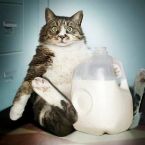 Создать мем: смешные кошки, кот и молоко, животные коты