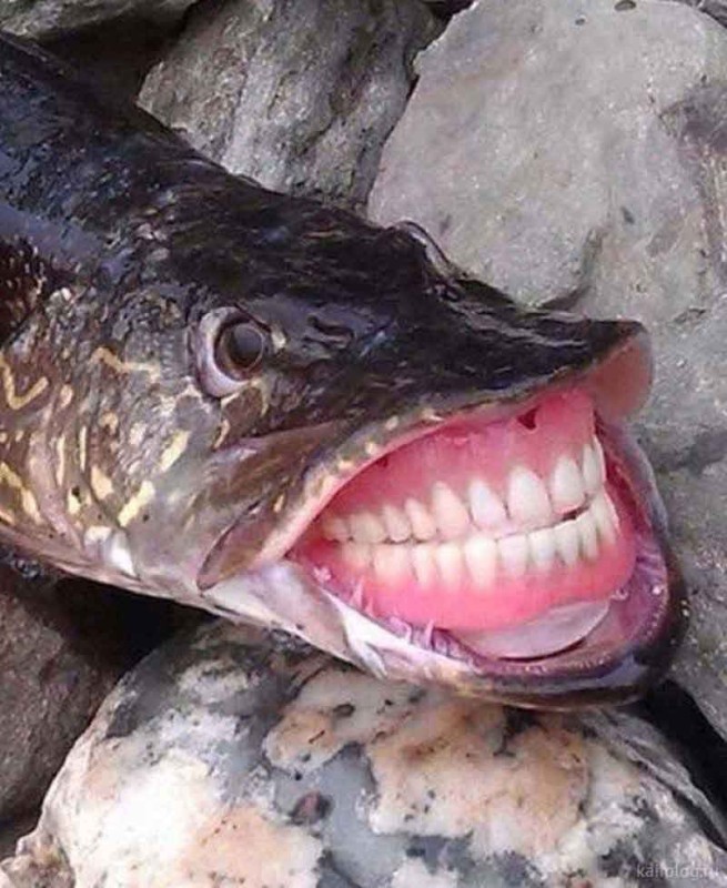 Create meme: snakehead monster, pike ordinary teeth, fish pike