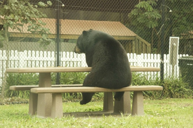 Create meme: change da world my final message, The bear is sitting on the bench, the bear is waiting