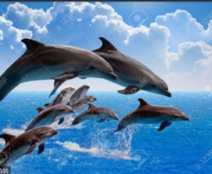 Create meme: dolphins, dolphins in the sea