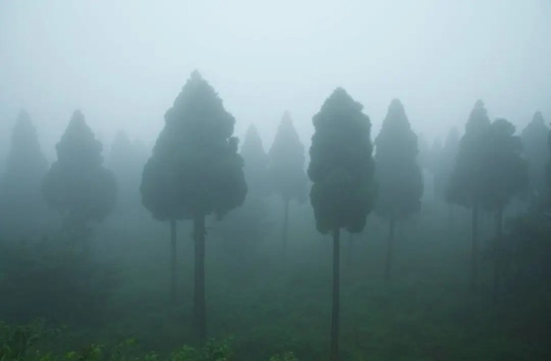 Create meme: foggy forest, rainforest in fog, foggy day