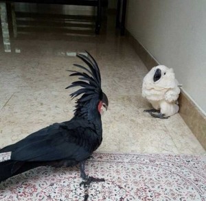 Создать мем: черный какаду птенец, чёрный какаду мем, черный и белый попугай мем