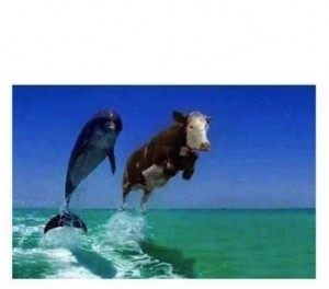 Create meme: dolphin , Dolphin and cow, cow 