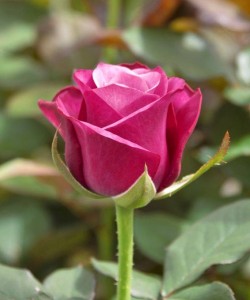 Создать мем: розы узбекистана, роза хот пинк, красивые розы