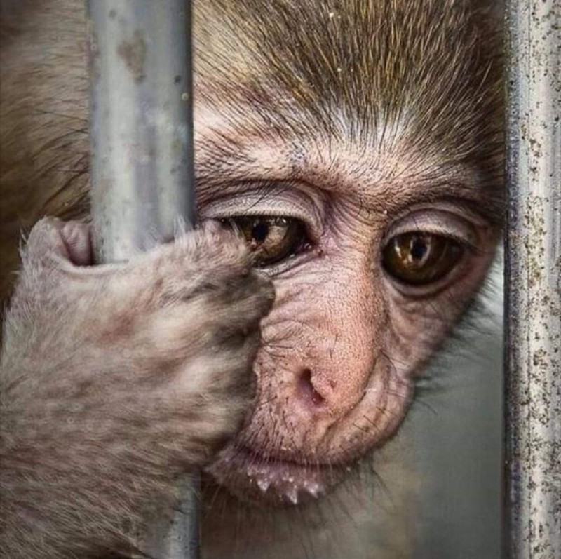 Создать мем: обезьяна в клетке, обезьянки, грустная мартышка