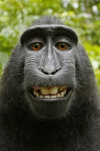 Create meme: happy monkey, happy monkey, macaque monkey