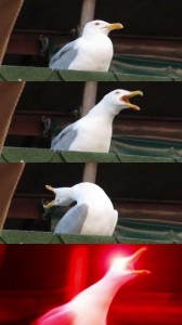 Создать мем: мем с чайкой глубокий вдох, inhale seagull, орущая чайка мем