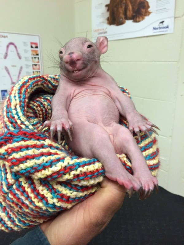 Create meme: bald wombat, little wombat, the baby wombat