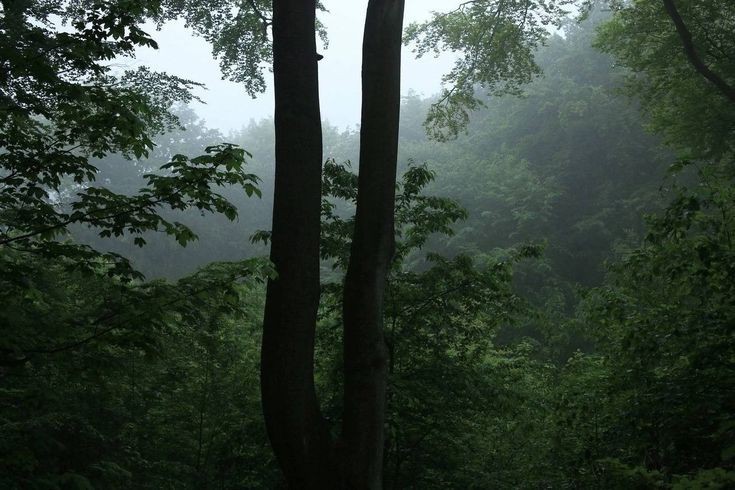 Создать мем: лес, туманная тайга, лес природа тишина
