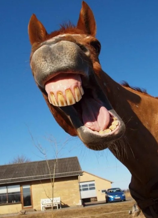 Create meme: neighing horse, A horse with big teeth, horse teeth