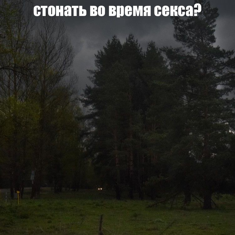 Create meme: pine forest, screenshot , into the woods