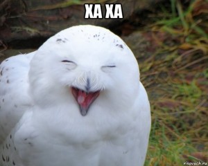 Create meme: smiling owl, white owl meme, funny owls